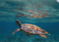 Kandima - World Turtle Day - May 23