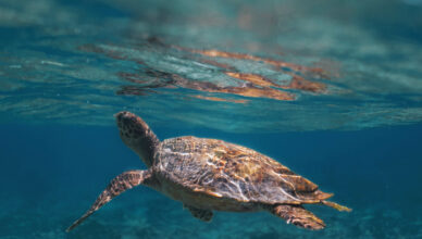 Kandima - World Turtle Day - May 23