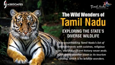 The Wild Wonders of Tamil Nadu EXPLORING THE STATE'S DIVERSE WILDLIFE